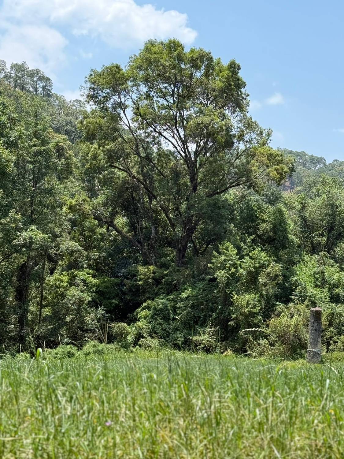 El bosque del territorio — un modelo que crece y echa raíces