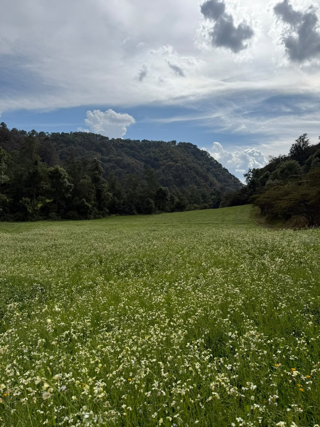 Pradera de flores silvestres y colinas boscosas de Tierra Nueva