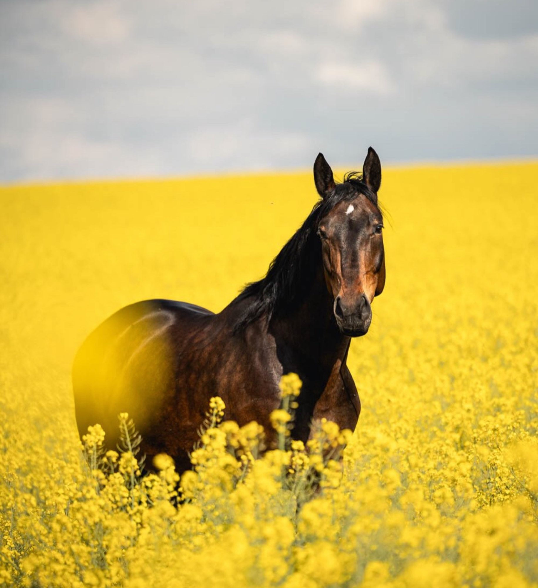 Caballos y Equinoterapia