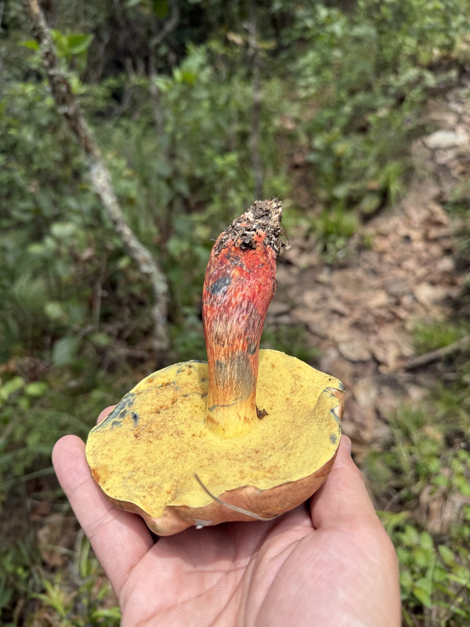 Hongo silvestre recolectado a mano — biodiversidad de Tierra Nueva