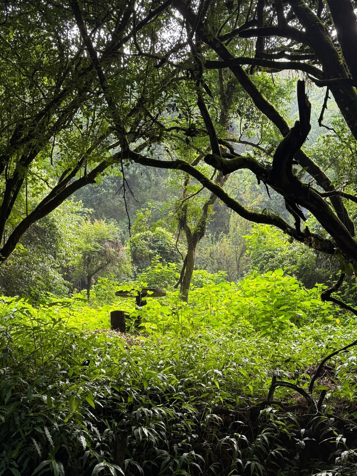 Biodiversidad — Tierra Nueva, Temascaltepec